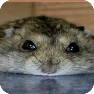 🐹