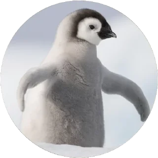 🐧