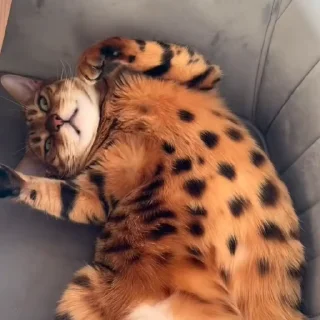🤩