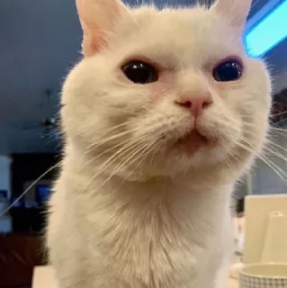 🤩