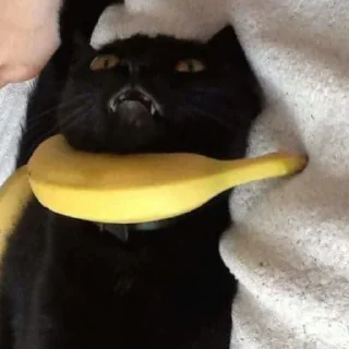 😺