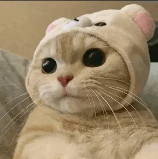 🐾
