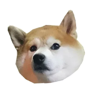 🐶