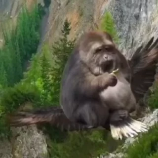 🐵
