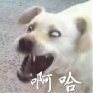 🐶