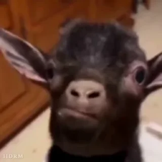 🐾