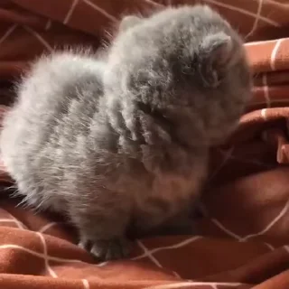 🐱