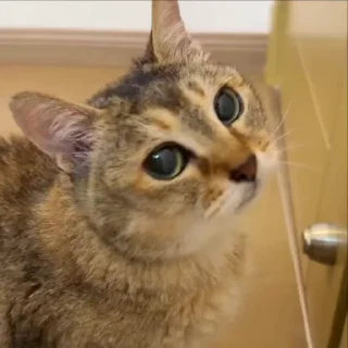 🐈