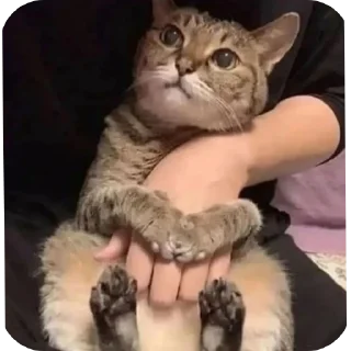 🐱