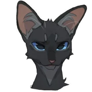 🐱