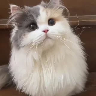 🐈‍⬛️