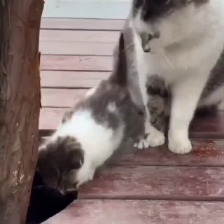 🐈
