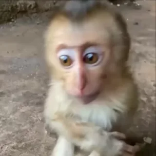 🌟