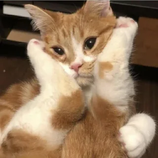 😇