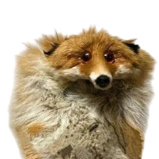 🦊