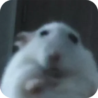 🐹