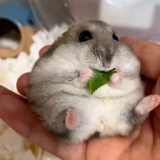 🐭
