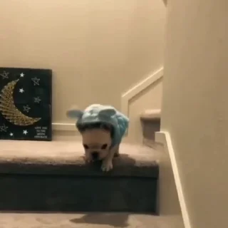 🐩