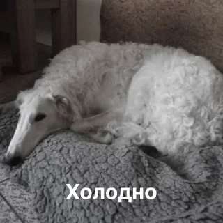 🥶