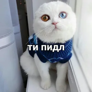 🐈