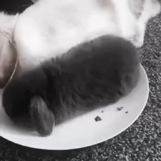 🐇