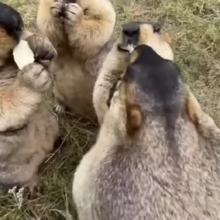 🦫