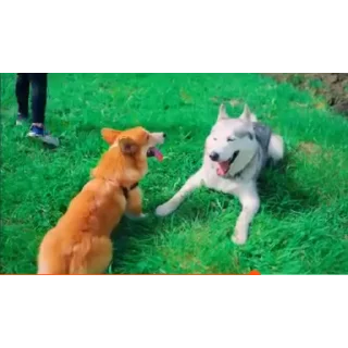 👍