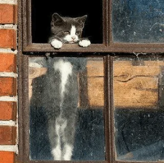 🐈