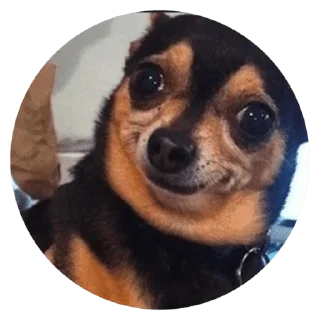 🐶