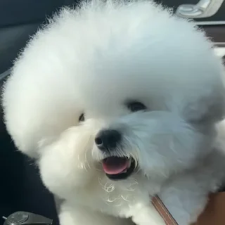 🐶