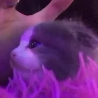 🐱