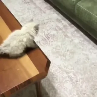 🐈
