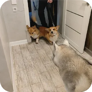 🐶