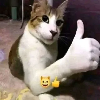 😸