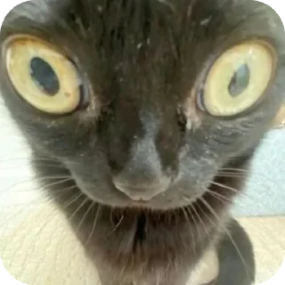 🐱