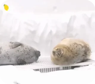 🦭