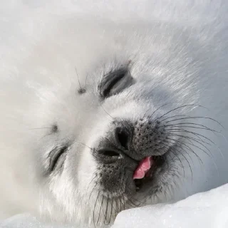 😜