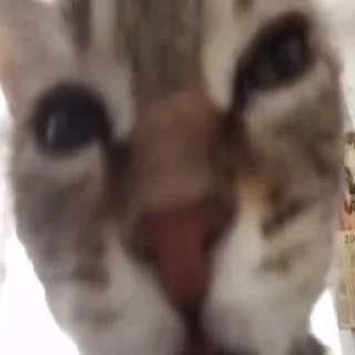 🥺