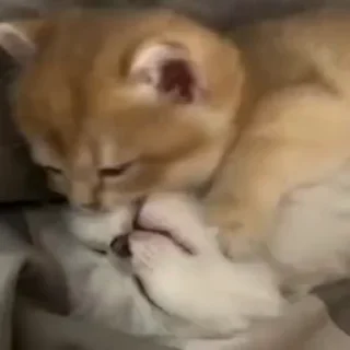💋