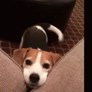 🐶