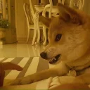 🐶