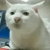 Memes