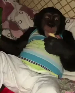 🐵