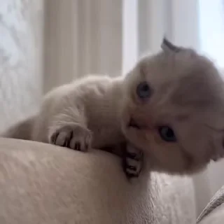 🐾