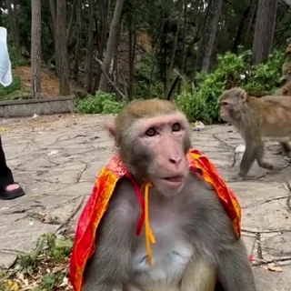 🙈