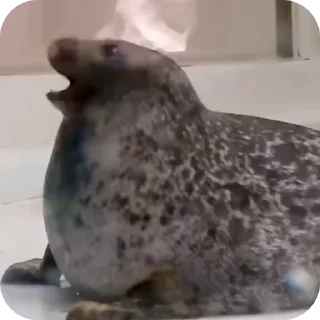 🦭