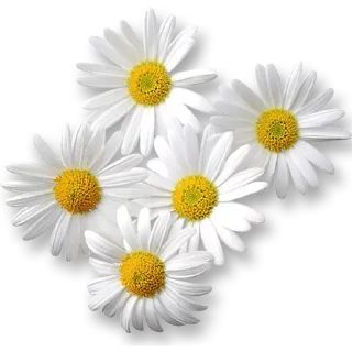 🌼