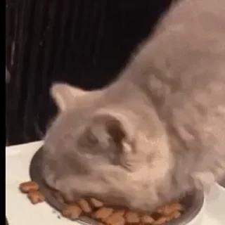 🐱