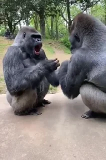 🗣