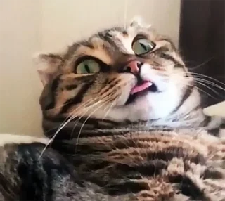 😵‍💫